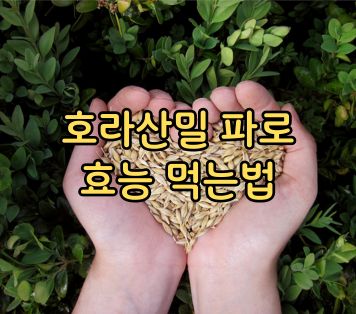 호라산밀 파로 효능 먹는법